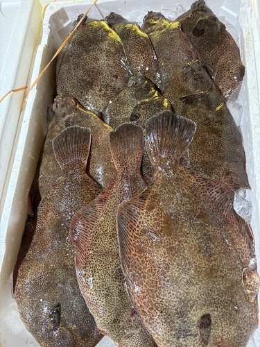 本メイタガレイ9〜13入約5kg(底曳)