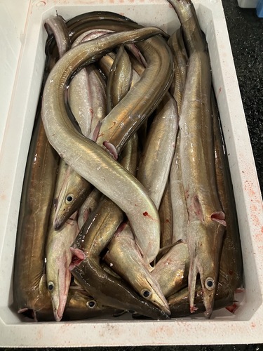 活〆ハモ