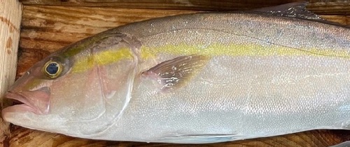 活〆カンパチ5㎏位4入約5kg(定置)