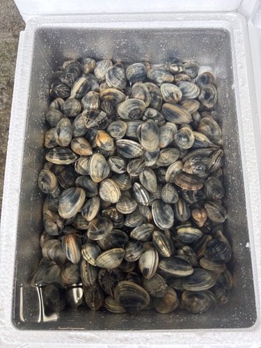アサリ1粒8-10g前後/約5kg約5kg(沿岸)