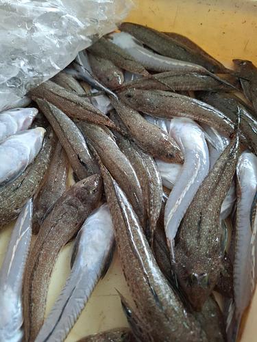 ネズミゴチ約6kg(沿岸)