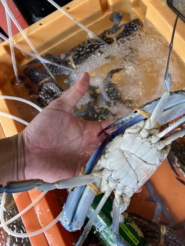 ガザミ10入約2.6kg(沿岸)