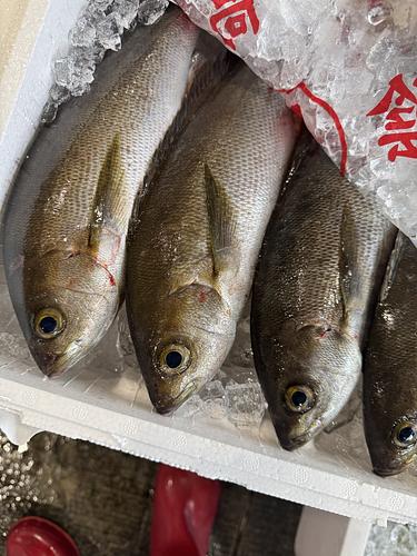 活〆イサキ(釣)