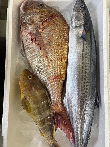 鮮魚BOX約4.7kg(沿岸)