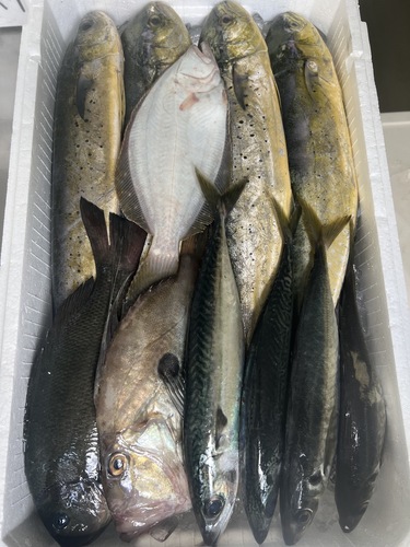 鮮魚BOX約5.2kg(定置)