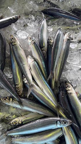 ウルメイワシ【160ｇ】約5kg(巻網)