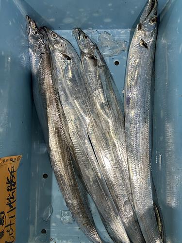 タチウオ5入約4.4kg(釣)