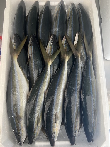 ツムブリ16/17尾16入約7kg(定置)