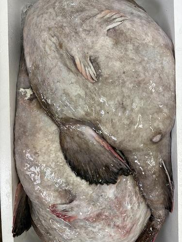 アンコウ約5-6kg前後サイズ2入約11kg(底曳)
