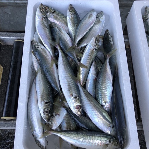 マルアジ24/25入約5kg(沿岸)