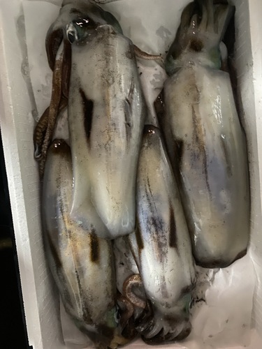 アオリイカ4入約4.5kg(定置)