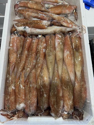 ヤリイカ２半もどき約4kg(底曳)