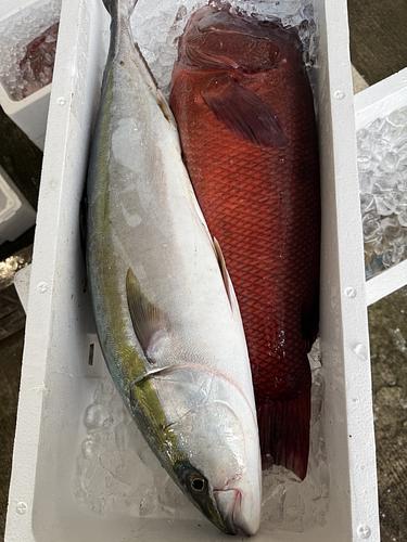 活〆鮮魚BOX2入約9.5kg(釣)