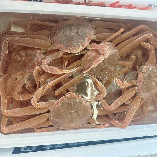 オオズワイガニ12-13入約5kg(沿岸)