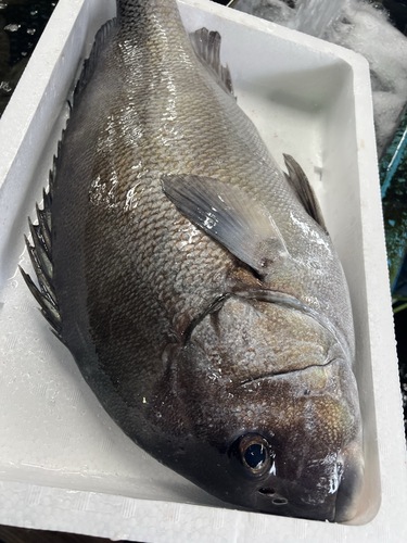 コショウダイ1入約4.8kg(定置)