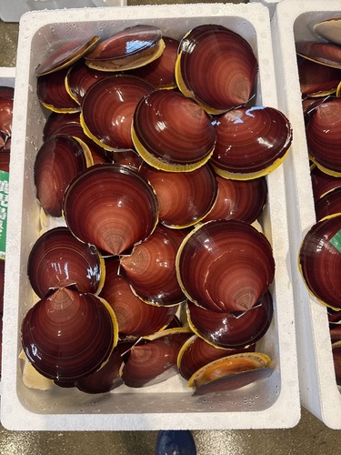 ツキヒガイ80g〜100g約7kg(沿岸)