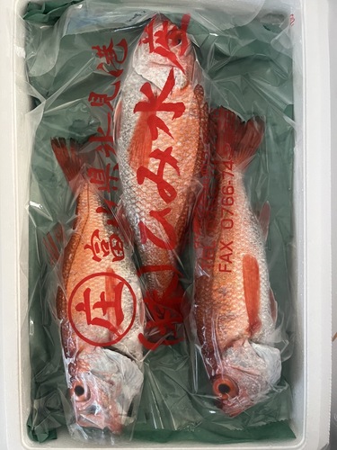 ノドグロ(アカムツ)3入約1.5kg(刺網)