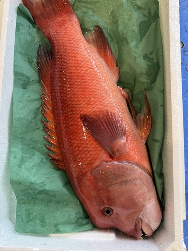 活〆コブダイ1入約3.7kg(釣)