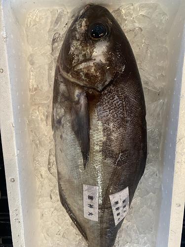 活〆メダイ(釣)