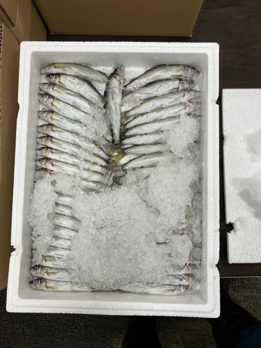 養殖コアユ30/35入約0.3kg