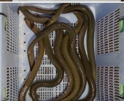 活ウナギ