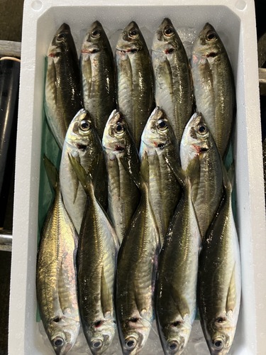 平アジ14入約3kg(釣)
