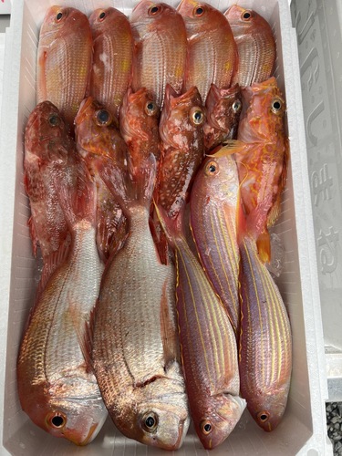 鮮魚BOX約4.5kg(釣)