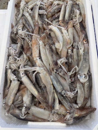 スルメイカバラ約5.5kg(定置)