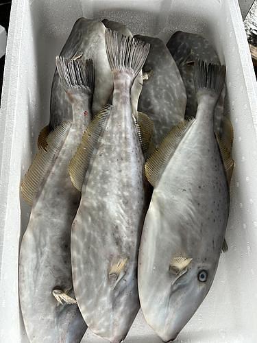 活〆ウスバハギ4ー7入約5.2kg(定置)