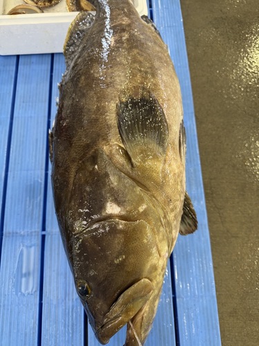 活〆クエ1入約9.3kg(釣)