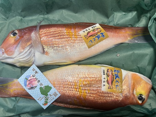 若狭ぐじタグ付き2入約1.6kg(釣)