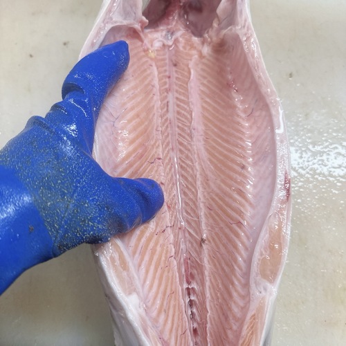 活〆サケ（時不知）3-3,4kg/1入約3kg(沿岸)