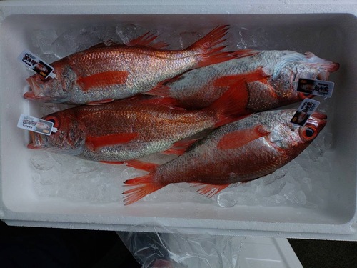 ノドグロ(アカムツ)特大約2kg(刺網)