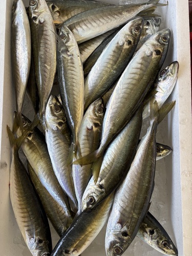 マルアジ約5kg(定置)
