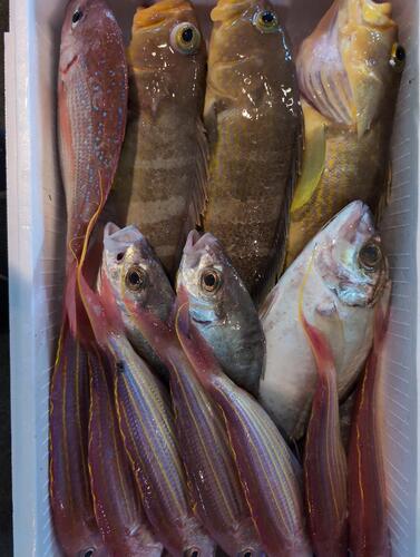 鮮魚BOX14入約5.4kg(釣)