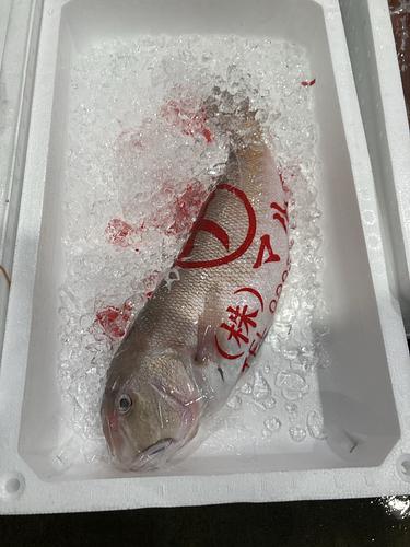 シロアマダイ1入約1.3kg(釣)