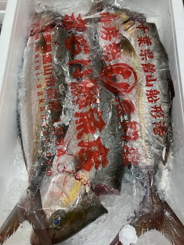 カンパチ3入約5.5kg