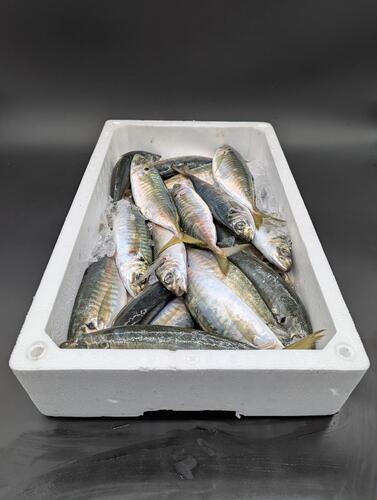 青アジ22入前後約4kg