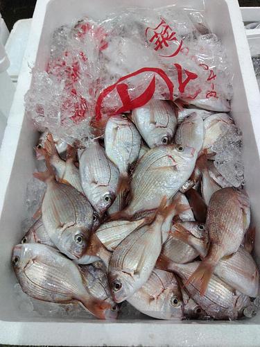 チダイ約85尾ぐらい約5kg(底曳)