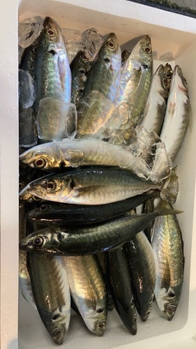 マルアジ20入約4kg(沿岸)