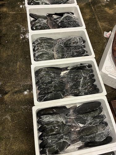 メジナ6キロ前後12入約7kg(カゴ)