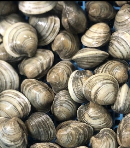 ホンビノス貝約60g約1kg(沿岸)