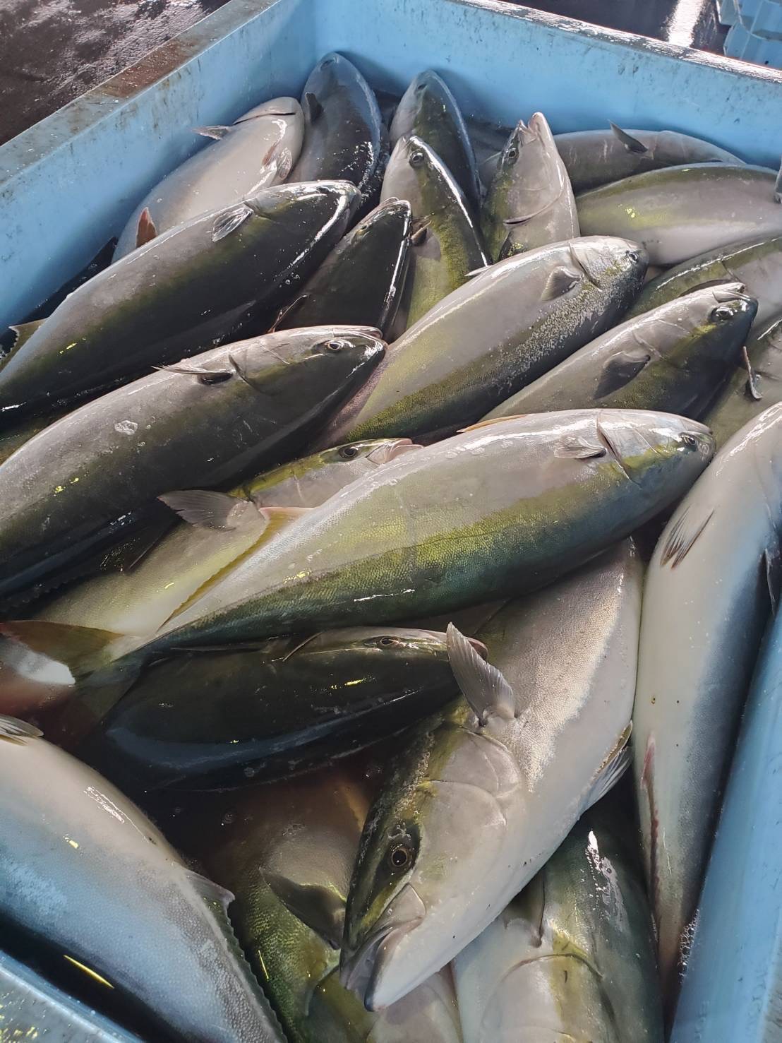 ブリ14-16k2入約14kg(定置)【業務用の鮮魚仕入れならウーオ】