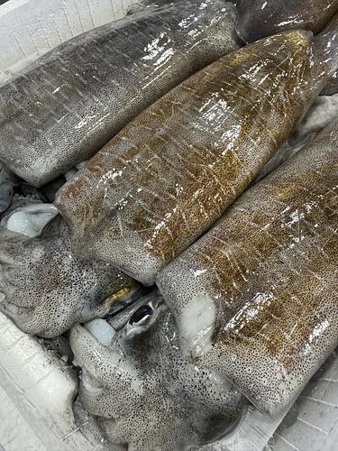 アオリイカ(定置)