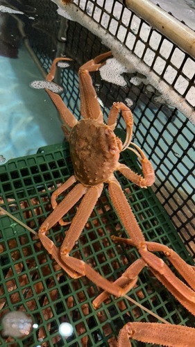 オオズワイガニ尾数前後12入約5kg(沿岸)