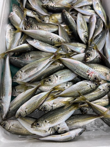 豆アジ約2kg(沿岸)