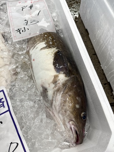 マダラ3-4kg/3入約10kg(底曳)