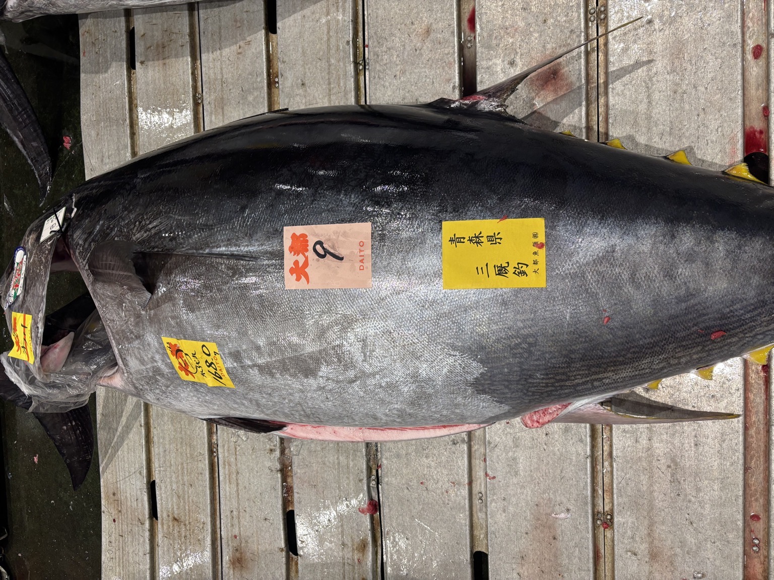 本マグロ(釣)【業務用の鮮魚仕入れならウーオ】