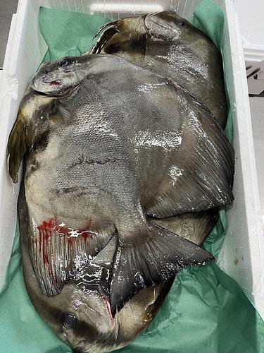 ツバメウオ3入約4.9kg(定置)