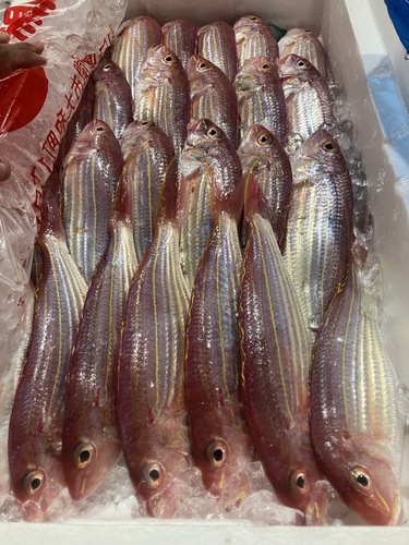 イトヨリ24〜27入約5.5kg(底曳)